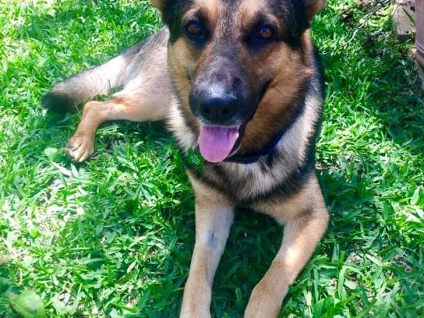 Flower Mound Tx Animal&nbsp;Rescue