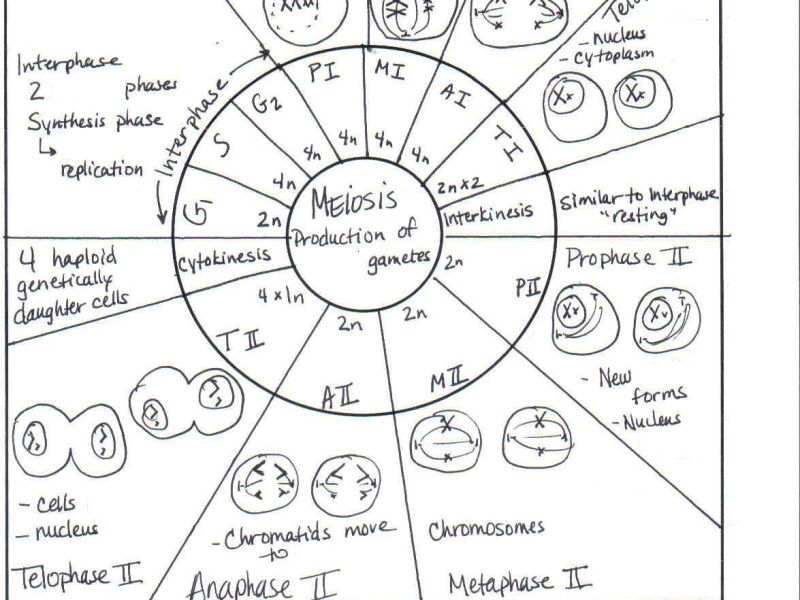 Meiosis Worksheet Word&nbsp;Doc